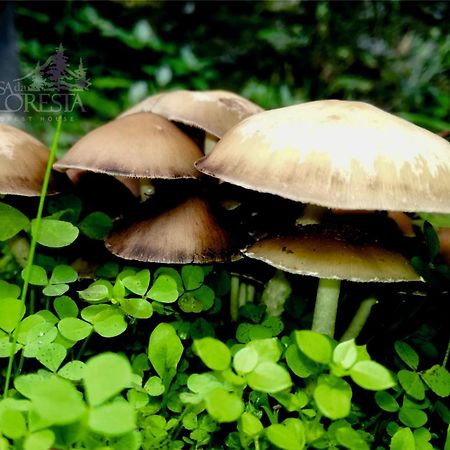 Casa Da Floresta 科维良 外观 照片